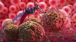 What is Dengue Infection?